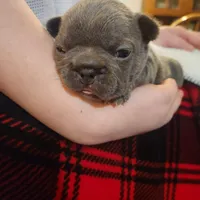Teal female, a female Frenchton for sale in Greensburg, IN – Photo 4 of 6