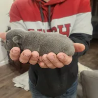 Blue female 1, a female Frenchton for sale in Greensburg, IN – Photo 3 of 3