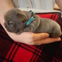 Teal female, a female Frenchton for sale in Greensburg, IN – Photo 5 of 6