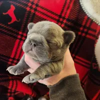 Teal female, a female Frenchton for sale in Greensburg, IN – Photo 6 of 6