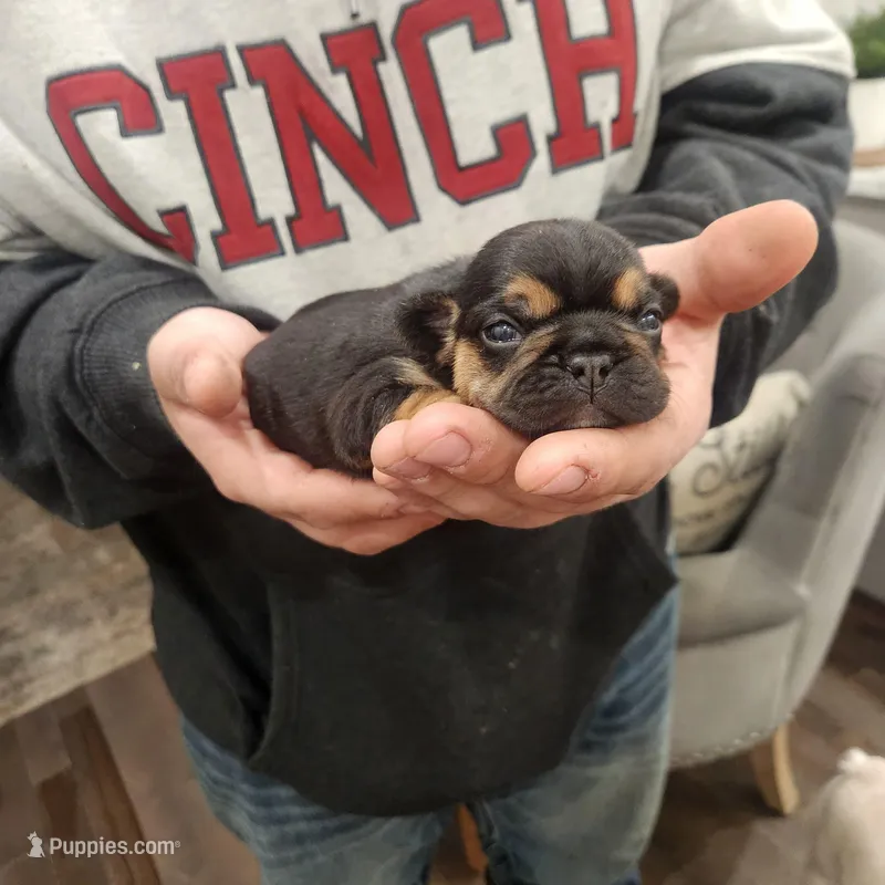 Black and tan female 