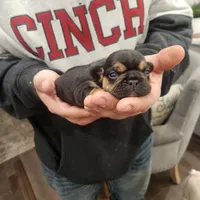 Black and tan female , a female Frenchton for sale in Greensburg, IN – Photo 2 of 6