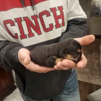 Black and tan female , a female Frenchton for sale in Greensburg, IN – Photo 3 of 6