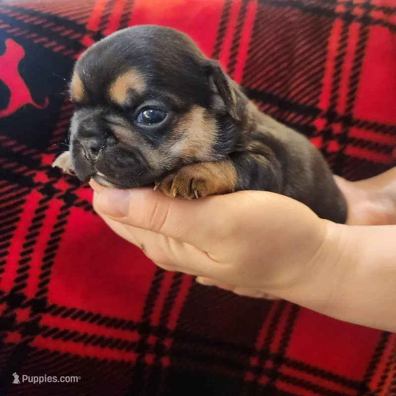 Black and tan female 