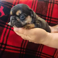 Black and tan female , a female Frenchton for sale in Greensburg, IN – Photo 1 of 6