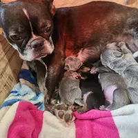 Black and tan female , a female Frenchton for sale in Greensburg, IN – Photo 4 of 4