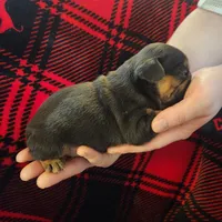 Black and tan female , a female Frenchton for sale in Greensburg, IN – Photo 6 of 6
