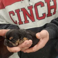 Black and tan female , a female Frenchton for sale in Greensburg, IN – Photo 4 of 6