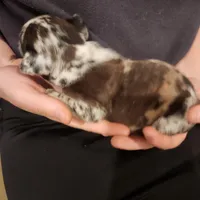 Merle male(split face), a male Frenchton for sale in Greensburg, IN – Photo 2 of 3