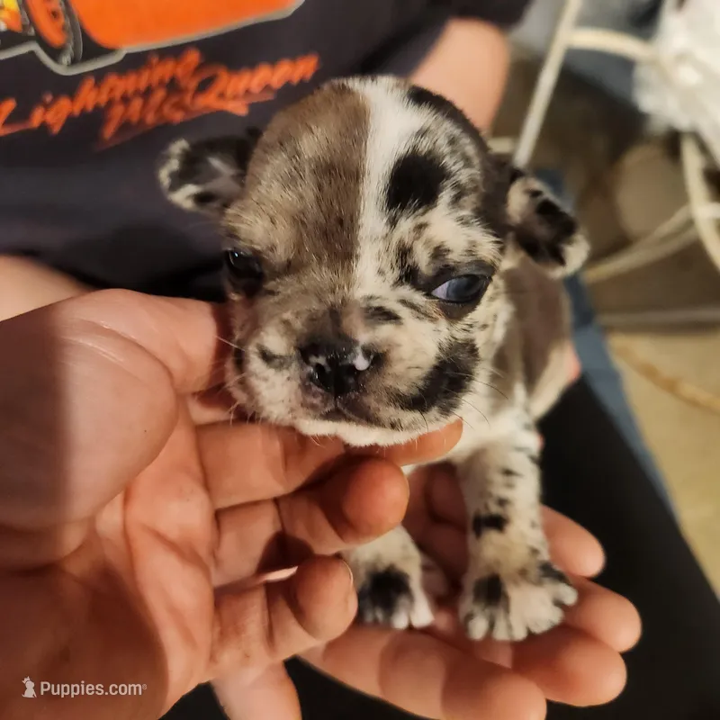 Merle male(split face) – Frenchton puppy for sale in Greensburg, IN
