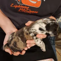 Merle male(split face), a male Frenchton for sale in Greensburg, IN – Photo 3 of 3