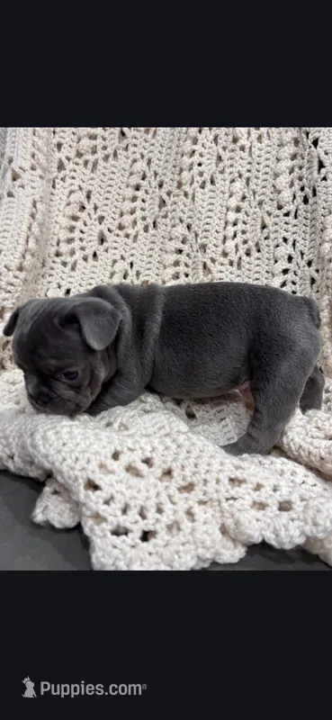Blue male – Frenchton puppy for sale in Greensburg, IN