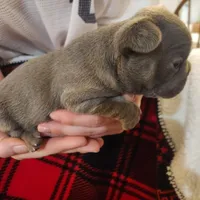 Blue male, a male Frenchton for sale in Greensburg, IN – Photo 2 of 3