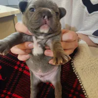 Blue male, a male Frenchton for sale in Greensburg, IN – Photo 3 of 3