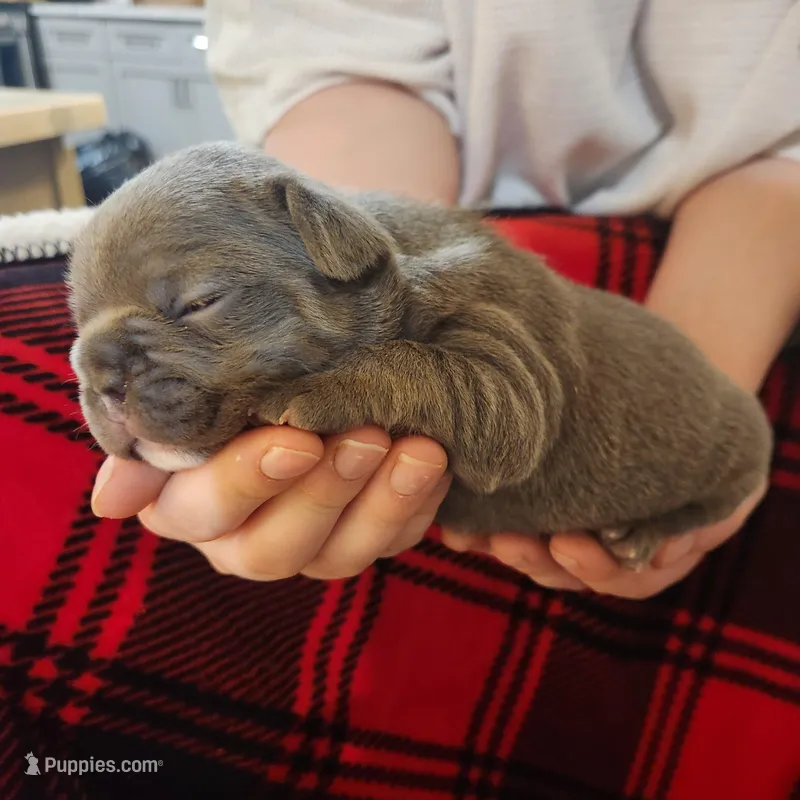 Blue male, a male Frenchton for sale in Greensburg, IN – Photo 1 of 3