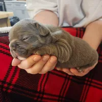 Blue male, a male Frenchton for sale in Greensburg, IN – Photo 1 of 3