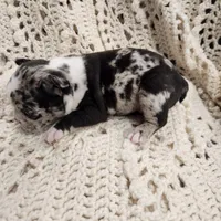 White/black merle male, a male Frenchton for sale in Greensburg, IN – Photo 6 of 6