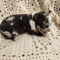 White/black merle male, a male Frenchton for sale in Greensburg, IN – Photo 4 of 6