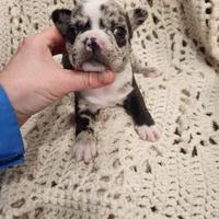 White/black merle male, a male Frenchton for sale in Greensburg, IN – Photo 5 of 6