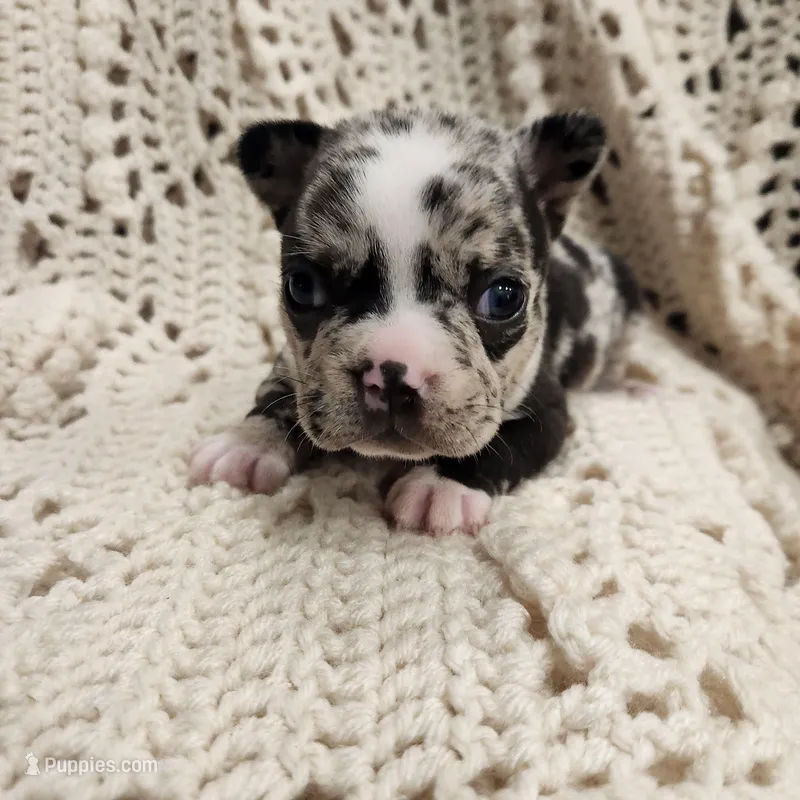 White/black merle male – Frenchton puppy for sale in Greensburg, IN