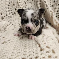White/black merle male, a male Frenchton for sale in Greensburg, IN – Photo 1 of 6