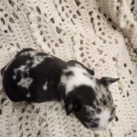 White/black merle male, a male Frenchton for sale in Greensburg, IN – Photo 2 of 6