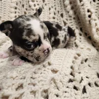 White/black merle male, a male Frenchton for sale in Greensburg, IN – Photo 3 of 6