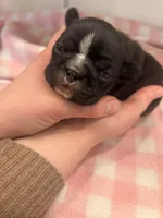 Brindle,white stripe female, a female Frenchton for sale in Greensburg, IN – Photo 2 of 3