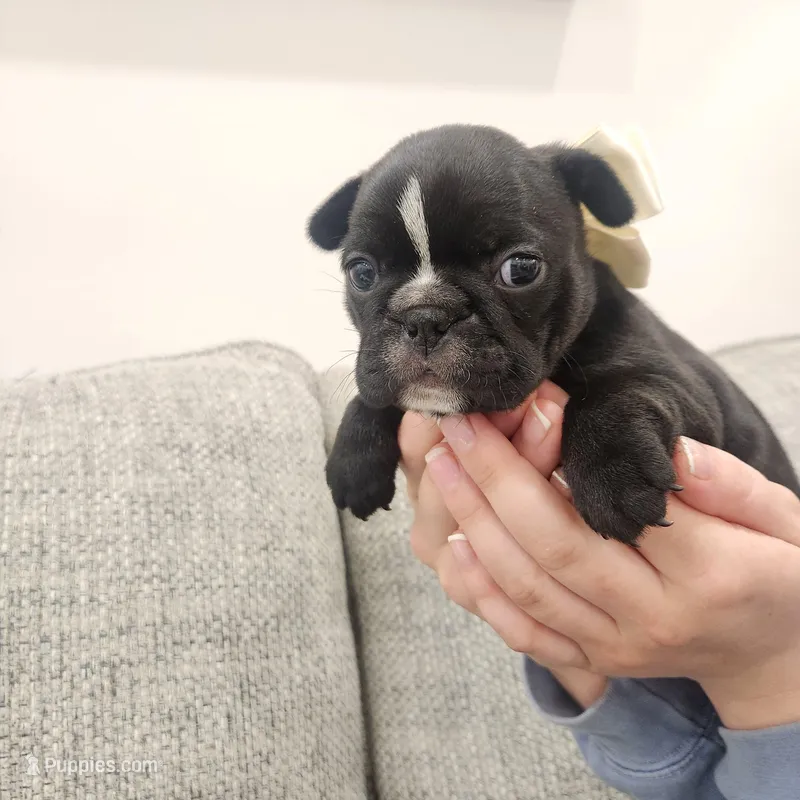 Brindle,white stripe female – Frenchton puppy for sale in Greensburg, IN