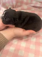 Brindle,white stripe female, a female Frenchton for sale in Greensburg, IN – Photo 3 of 3