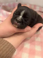 Brindle,white stripe female, a female Frenchton for sale in Greensburg, IN – Photo 1 of 3