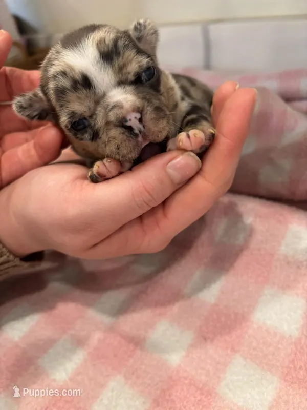 Merle female, a female Frenchton for sale in Greensburg, IN – Photo 1 of 3