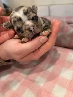 Merle female, a female Frenchton for sale in Greensburg, IN – Photo 1 of 3