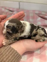 Merle female, a female Frenchton for sale in Greensburg, IN – Photo 3 of 3