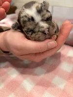 Merle female, a female Frenchton for sale in Greensburg, IN – Photo 2 of 3