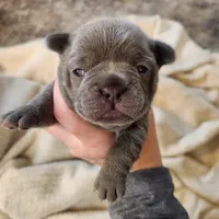 Blue female frenchie, a female French Bulldog for sale in Greensburg, IN – Photo 4 of 4