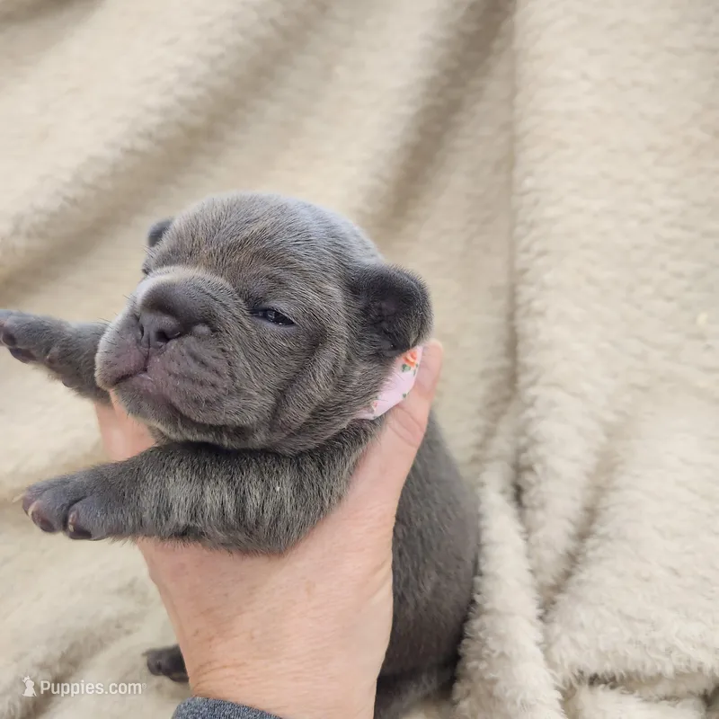 Blue female frenchie
