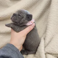 Blue female frenchie, a female French Bulldog for sale in Greensburg, IN – Photo 2 of 4