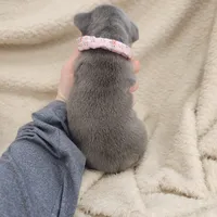 Blue female frenchie, a female French Bulldog for sale in Greensburg, IN – Photo 3 of 4