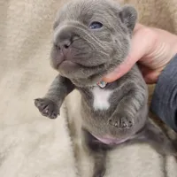 Blue Male frenchie , a male French Bulldog for sale in Greensburg, IN – Photo 4 of 4