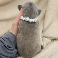 Blue Male frenchie , a male French Bulldog for sale in Greensburg, IN – Photo 2 of 4