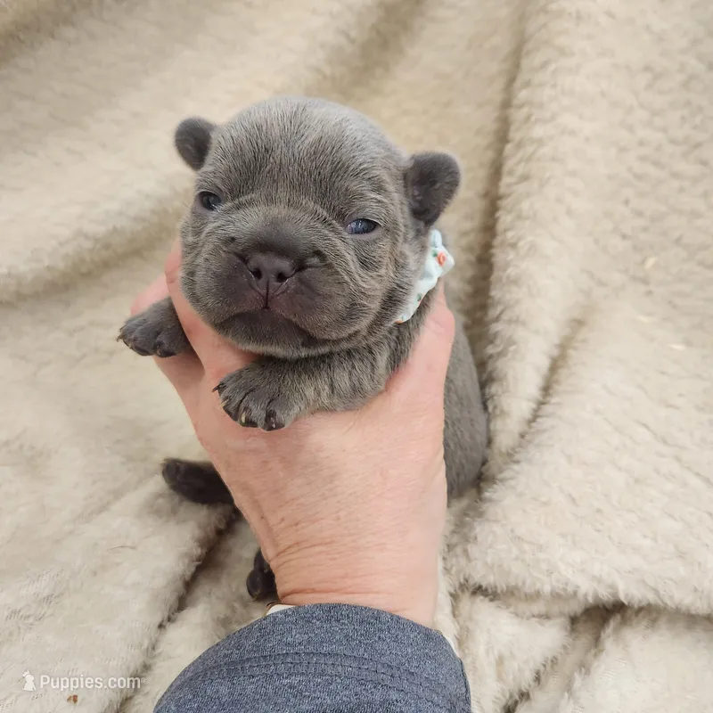Blue Male frenchie 