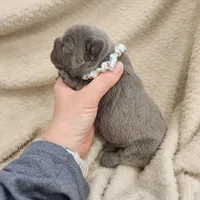 Blue Male frenchie , a male French Bulldog for sale in Greensburg, IN – Photo 3 of 4