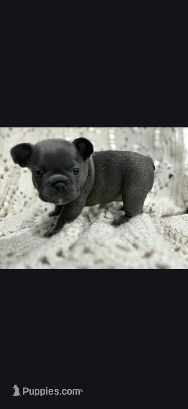 Red female  – Frenchton puppy for sale in Greensburg, IN