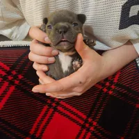 Red female , a female Frenchton for sale in Greensburg, IN – Photo 3 of 3