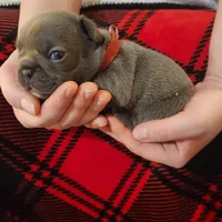 Red female , a female Frenchton for sale in Greensburg, IN – Photo 2 of 3