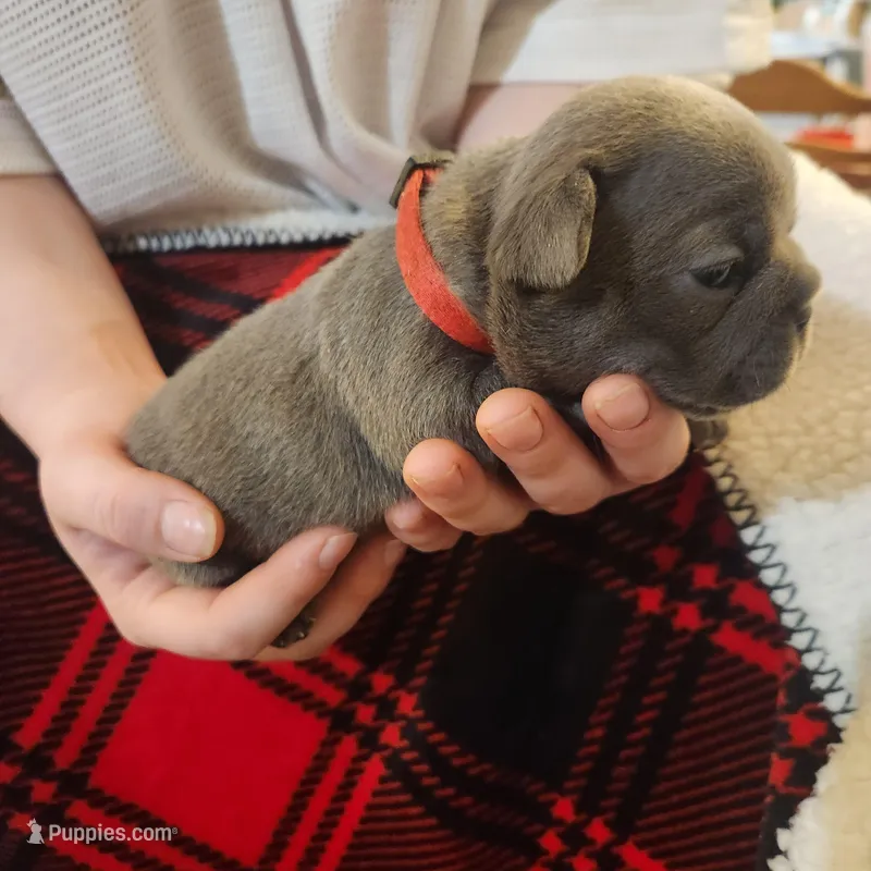 Red female , a female Frenchton for sale in Greensburg, IN – Photo 1 of 3