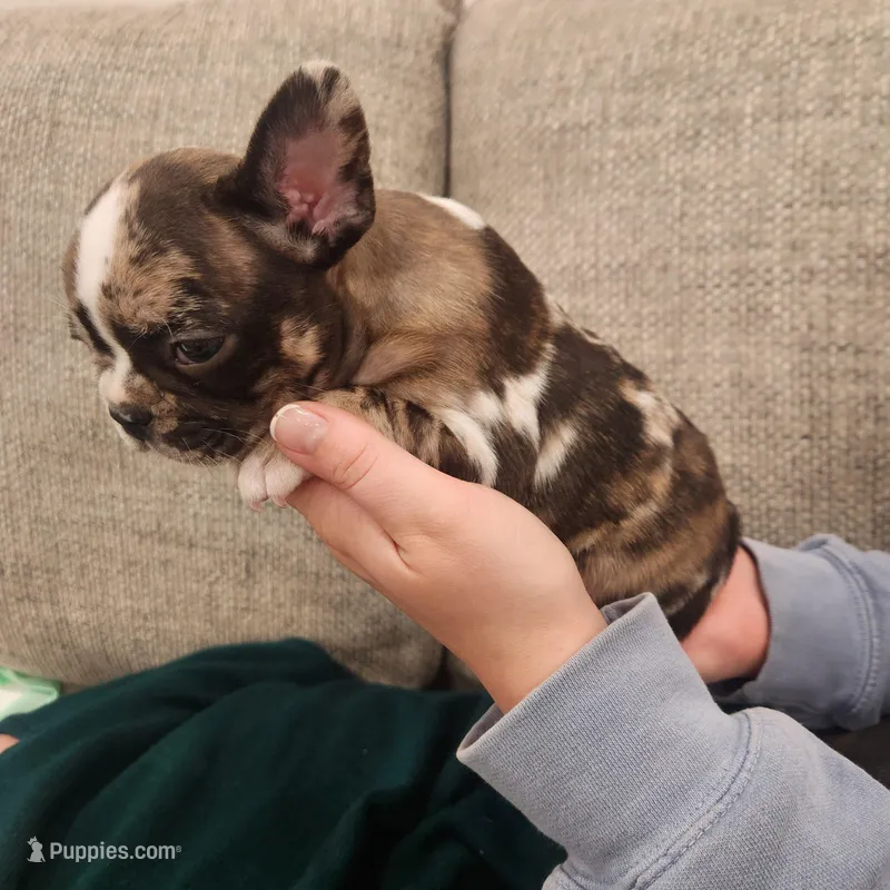Merle female  – Frenchton puppy for sale in Greensburg, IN