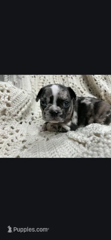 Merle female  – Frenchton puppy for sale in Greensburg, IN