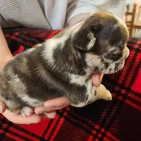 Merle female , a female Frenchton for sale in Greensburg, IN – Photo 3 of 3